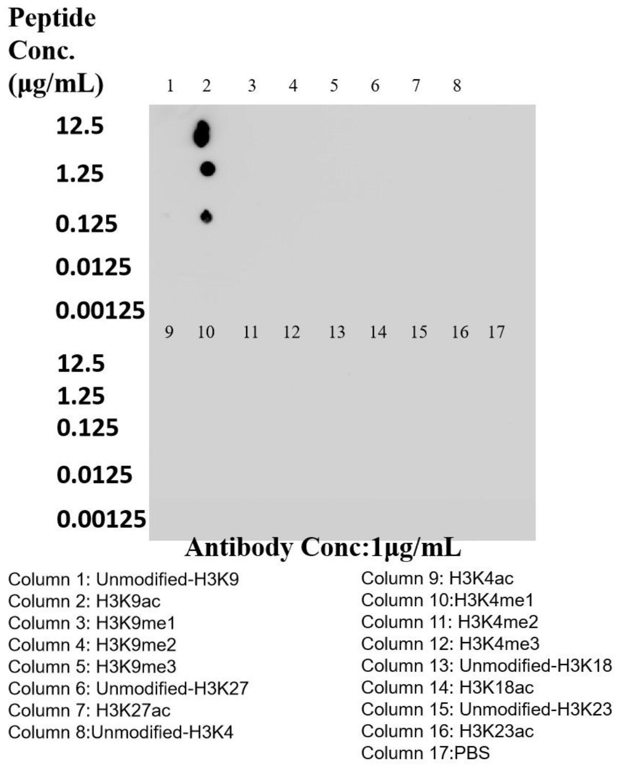 Dot Blot experiment of peptide using Acetyl-Histone H3 (Lys9) Recombinant antibody (84543-1-RR)